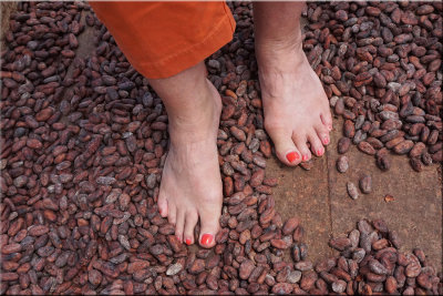 Turning The Coca Beans