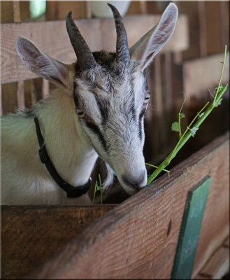 Island Goat