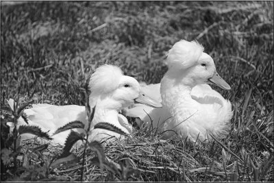 Aunt Daisy And Uncle Donald