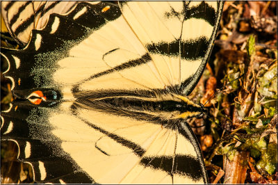 Swallowtail Butterfly Macro