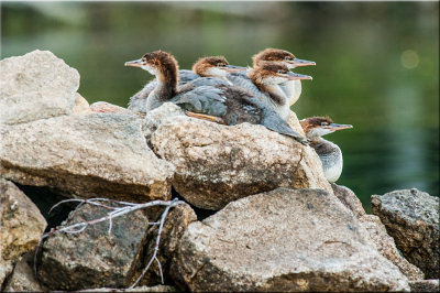 Common Merganser Chicks On The Lookout