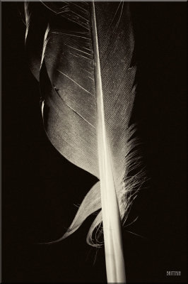 Crow Feather
