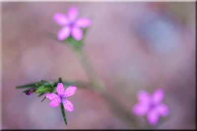 Mauve Wildflowers