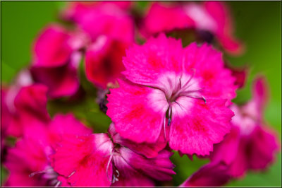 Sweet William