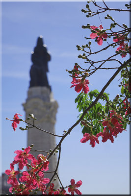 Lisbon Bougainvillea