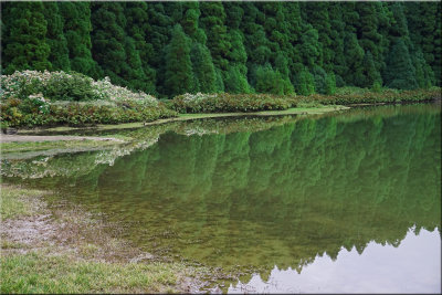 Pond Reflections, Sao Miguel