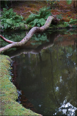Pond Reflection, Furnas