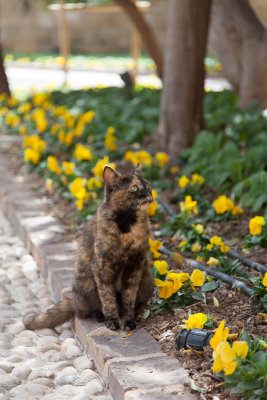 Cat in Malta