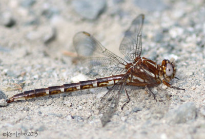 Ashy Clubtail Phanogomphus lividus