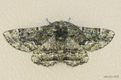 Oak Beauty Moth Phaeoura quernaria #6763