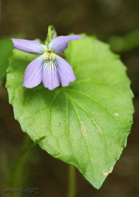 Marsh Blue Violet Viola Cucullata