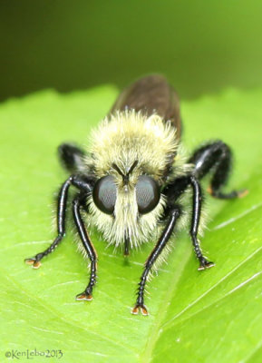 Robberfly L. flavicollis