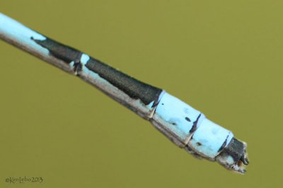 Hagen's Bluet Enallagma hageni