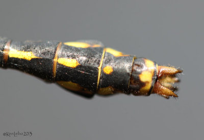 Maine Snaketail Ophiogomphus mainensis
