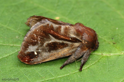 Saddleback Caterpillar Moth Acharia stimulea #4700