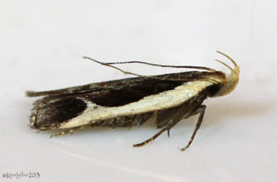Cream-edged Dichomeris Moth Dichomeris flavocostella #2295