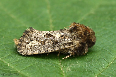 Clemens Grass Tubeworm Moth Acrolophus popeanella #0373