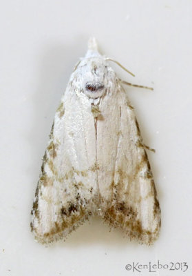 Sorghum Webworm Moth Nola cereella #8991