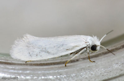 Bogus Yucca Moth Prodoxus decipiens #0200.1
