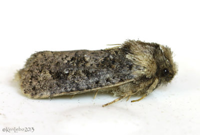 Clemens' Grass Tubeworm Moth Acrolophus popeanella #0373