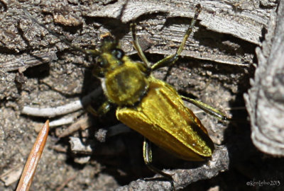 Longhorned Beetle Cosmosalia chrysocoma