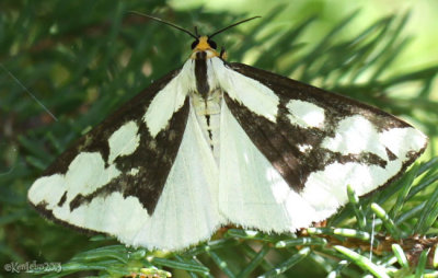 Leconte's Haploa Moth Haploa lecontei #8111