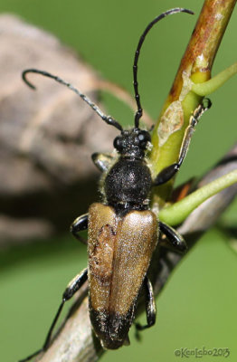 Longhorned Beetle Trigonarthris minnesotana or proxima