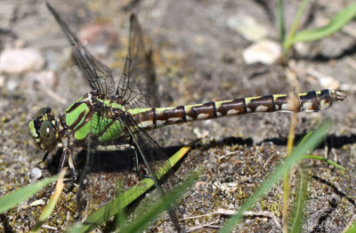 Boreal Snaketail Ophiogomphus colubrinus