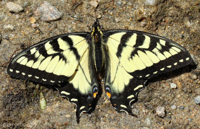 Canadian Tiger Swallowtail Papilio canadensis