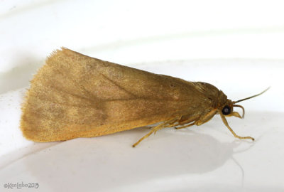 Orange Holomelina Moth Virbia aurantiaca #8121