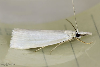 Immaculate Grass-veneer Moth Crambus perlella #5343
