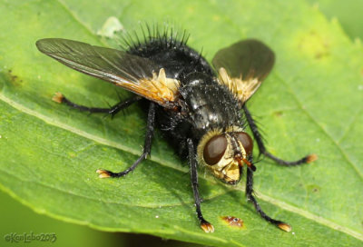 Tachnid Fly genera Tachina 