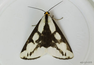 Leconte's Haploa Moth Haploa lecontei #8111