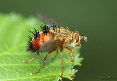 Tachnid Fly Hystricia abrupta