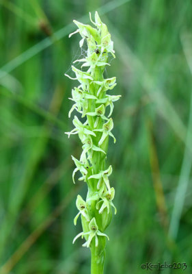 Green Bog Orchid Platanthera hyperborea