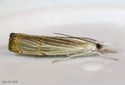 Graceful Grass-veneer Moth Parapediasia decorellus #5450