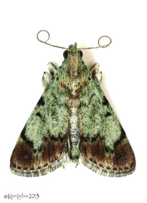 Dimorphic Macalla Moth Epipaschia superatalis #5577