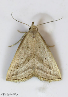 Slant-lined Owlet Moth Macrochilo absorptalis #8357
