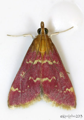 Raspberry Pyrausta Moth Pyrausta signatalis #5034