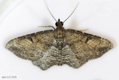 Gem Moth Orthonama obstipata #7414 male