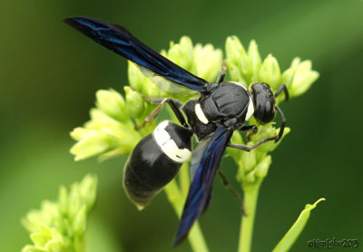 Potter Wasp Monobia quadridens