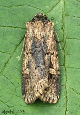 Dichagyris acclivis #10870