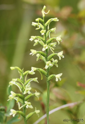 Green Wood Orchis  Platanthera clavellata