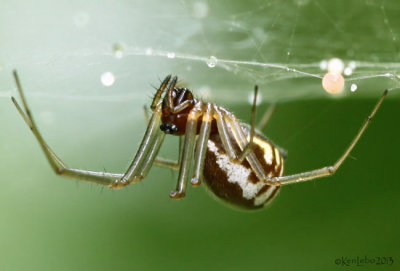 Bowl and Doily Spider Frontinella communis