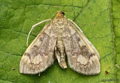 Crowned Phlyctaenia Moth Anania coronata #4953