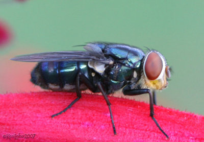 Secondary Screwworm Fly Cochliomyia macellaria