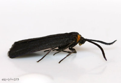 Clemens' False Skeletonizer Moth Acoloithus falsarius #4629
