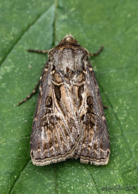 Swordsman Dart Moth Agrotis gladiaria #10648