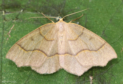 Hemlock Looper Moth Lambdina fiscellaria #6888 