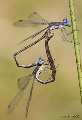 Spotted Spreadwing Lestes congener
